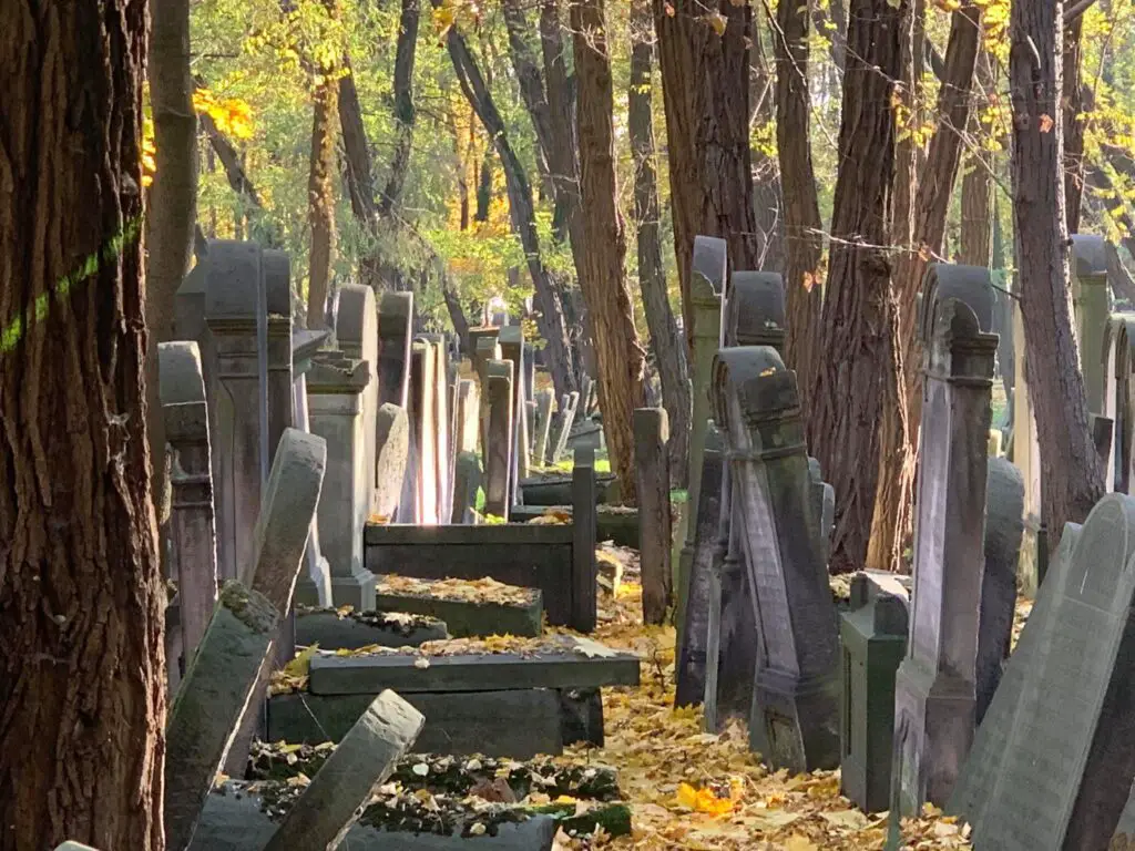 old gravestones in the trees