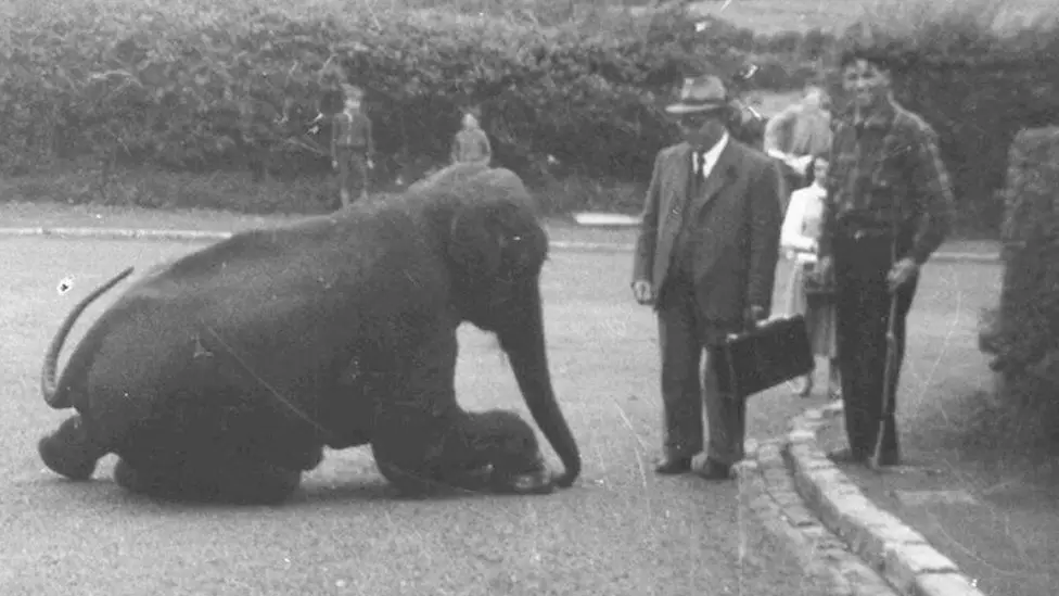 elephant sat on a road with two men looking on