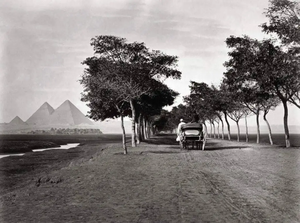 palm trees, giza, old road, pyramids