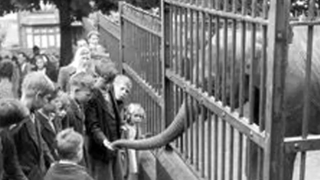 Elephant in a zoo with her trunk through the railings. Children looking at the elephant
