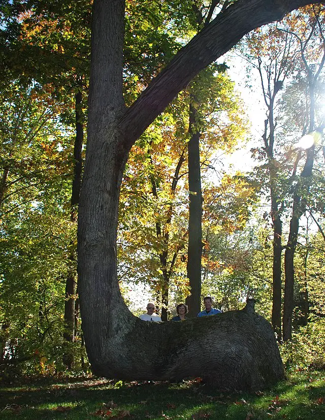 Large Mammoth Trail Tree 