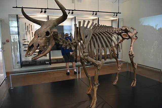 Extinct Eurasian Aurochs