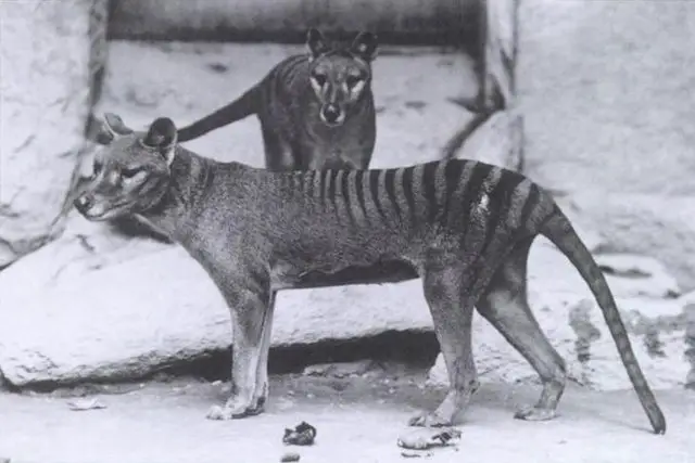 Extinct Thylacine (Tasmanian tiger or wolf)