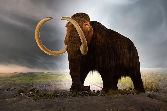 Extinct Woolly mammoth.